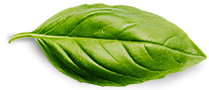 Brand Basil Leaf